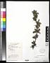 Berberis sp.