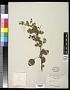 Berberis sp.