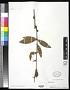 Berberis sp.