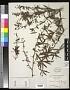 Berberis triacanthophora Fedde