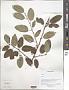 Berchemia sp.