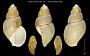 Beringius aleuticus