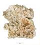 Berns Quartz