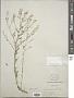 Berteroa mutabilis (Vent.) DC.