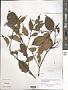 Betula sp.