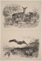 Biche, Aigle