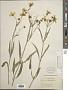Bidens aurea (Aiton) Sherff