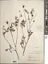 Bidens bipinnata L.