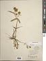 Bidens cernua L.