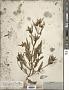 Bidens comosa (A. Gray) Wiegand