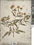 Bidens coronata (L.) Britton