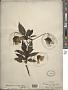 Bidens cosmoides (A. Gray) Sherff