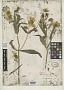 Bidens formosa Greene