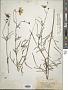Bidens mitis (Michx.) Sherff