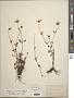 Bidens mitis (Michx.) Sherff