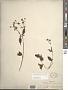 Bidens sandvicensis Less. subsp. sandvicensis