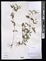 Bidens sp.
