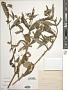 Bidens sp.
