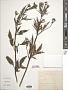 Bidens sp.