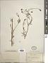 Bidens tenuisecta A. Gray