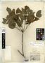 Bignonia araliacea Cham.