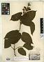 Bignonia dolichoides Cham.