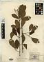 Bignonia elegans Cham.