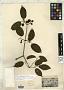 Bignonia perforata Cham.