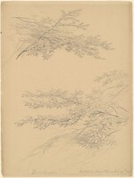 Birch Boughs, Catskill Mountains