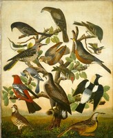 Birds