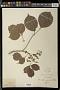 Bischofia javanica Blume