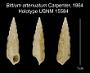 Bittium attenuatum