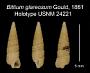 Bittium glareosum
