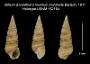 Bittium (Lirobittium) munitum munitoide