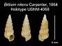 Bittium nitens