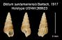 Bittium santamariensis