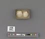 Bivalvia