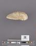 Bivalvia