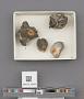 Bivalvia