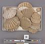 Bivalvia