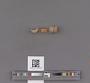 Bivalvia