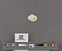 Bivalvia