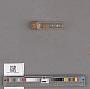 Bivalvia