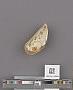 Bivalvia