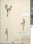 Blennosperma chilense Less.