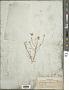 Blepharipappus scaber Hook.