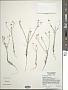 Blepharipappus scaber Hook.