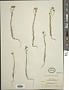 Blepharipappus scaber Hook.