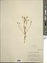 Blepharipappus scaber Hook.