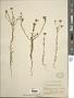 Blepharipappus scaber Hook.